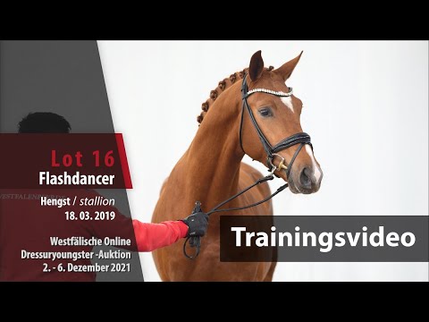 Online Dressuryoungster-Auktion Training Lot 16 Flashdancer Hengst v. Fürst Samarant - Rockford
