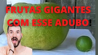 CINZAS  -  Aplicando Cinza de Queimadas nas Plantas.