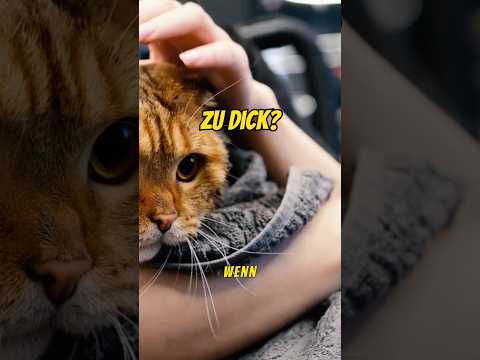 Übergewicht bei Katzen? Das ist leider kein Flausch, sondern gefährlich 🐱⚠️  #katzenwissen #katze