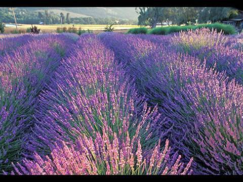 Lavendel | Pflanzliche Heilmittel