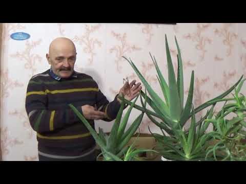 Алоэ Вера - очень важное растение в нашей жизни!