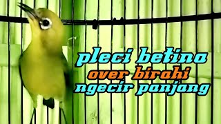 Download lagu pleci betina over birahi ngecir panjang. mp3 Download lagu pleci betina over birahi ngecir panjang. mp3
