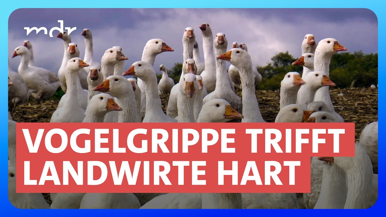 Vogelgrippe in Mitteldeutschland: Wird es weniger Weihnachtsgänse geben? | Umschau | MDR