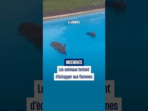 Les animaux tentent d'échapper aux flammes