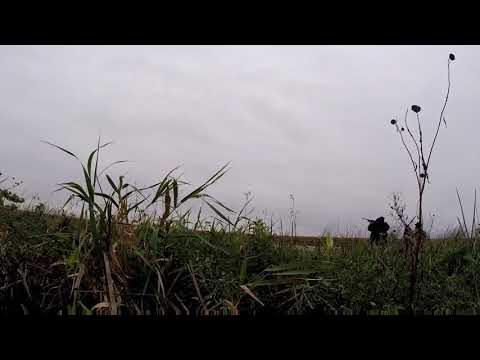 First duck hunt (better Video)