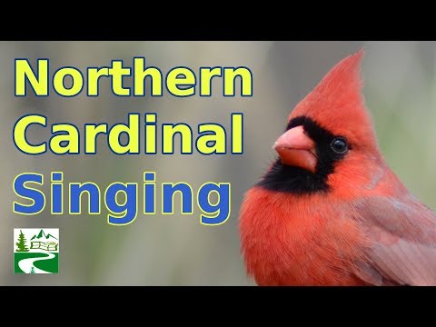 image-What sounds does a cardinal bird make?