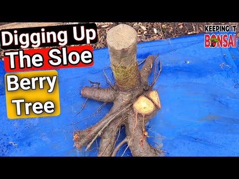 Digging Up The Sloe Berry Yamadori Tree Its going to make a great Bonsai, Hopefully 😆