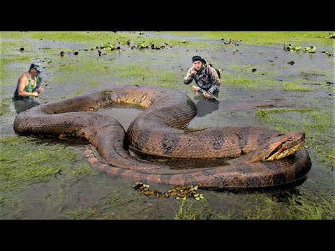 largest snake ever found