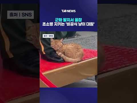 군화 발치서 꿀잠... 초소병 지키는 '비공식 냥이 대원'｜ TJB 대전·세종·충남뉴스