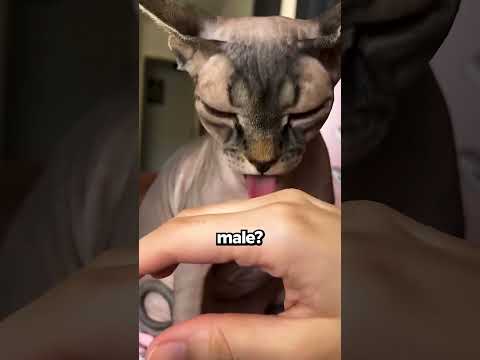 Come Funzionano Le Spine Sulla Lingua Del Gatto?!😽