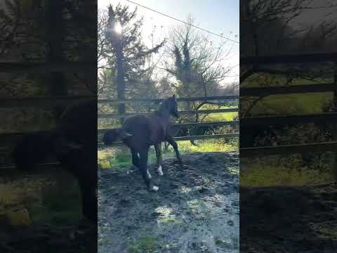 Foal X CARACAS - Image 2