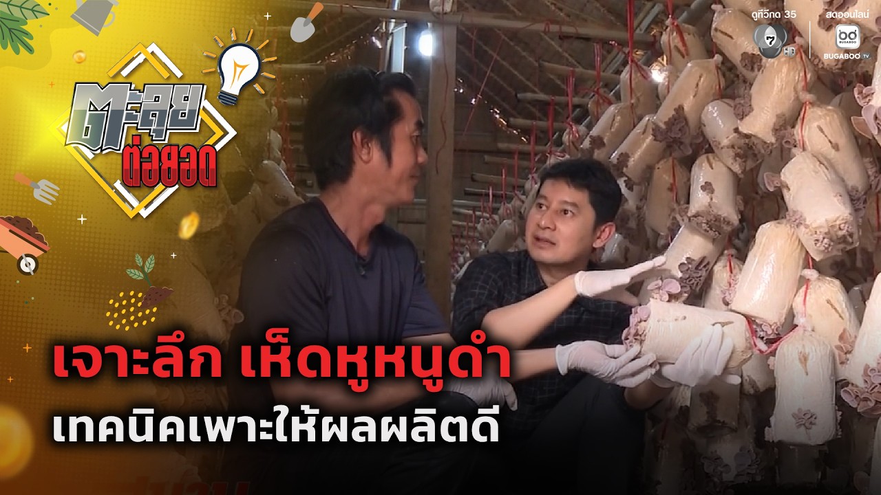 เจาะลึก เห็ดหูหนูดำ เทคนิคเพาะให้ผลผลิตดี | ตะลุยต
