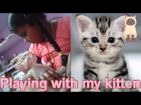 Playing of cat 😻😻😻