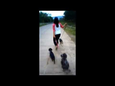 Dog Walk (Beaggie, Maxi and Chikai)