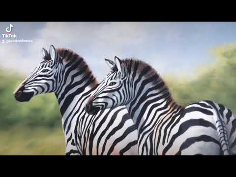 zebras