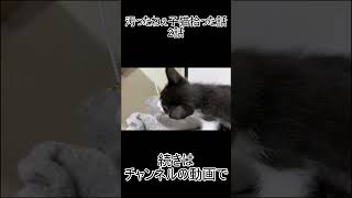 汚ったねぇ子猫拾った話 2話 汚ったねぇ子猫にキャットタワーをプレゼントしたりする話　#捨て猫  #子猫