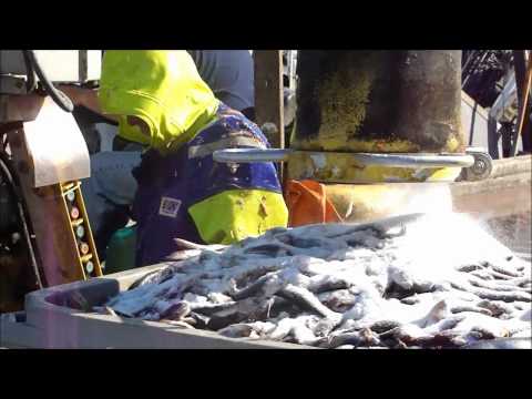 download lagu mp3 mp4 What Is Salted Herring, download lagu What Is Salted Herring gratis, unduh video klip What Is Salted Herring