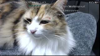 スタヌ家の猫、ココちゃん【2021/12/18】(スタヌ 関優太 切り抜き)
