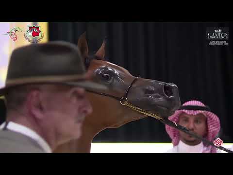 N 18 AL ARYAM RITAJ   Arab Breeders Championship 2023   Yearling Fillies Section B Class 1B