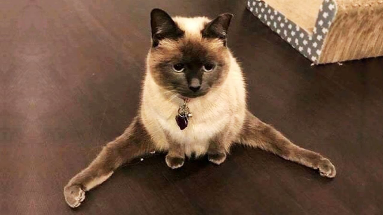 おかしい猫 - かわいい猫 - おもしろ猫動画 HD #258