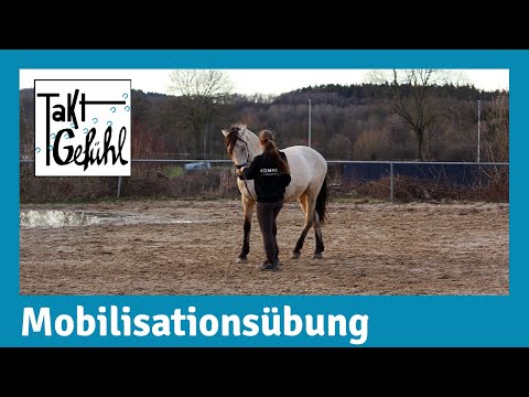 Letting the horse cross and mobilize the hindquarters - lateral movements in ground work