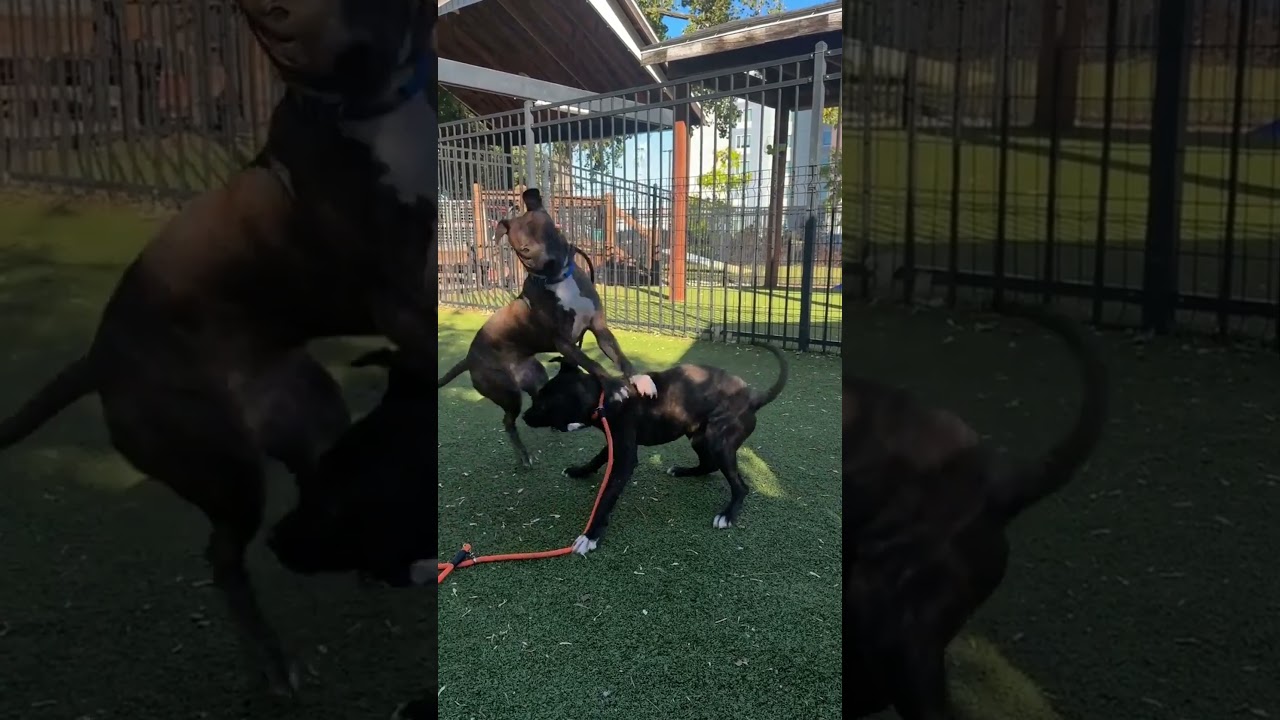 Enlarge Choco, a Adoptable mixed breed in Saint Louis, MO video 2/2