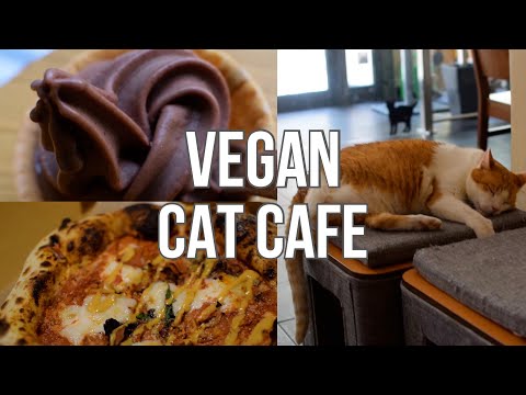 Vegan Cat Cafe da Alemanha! (restaurantes veganos em Munique)