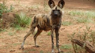 Combat Jazz &quot;Rover&quot; Music Video