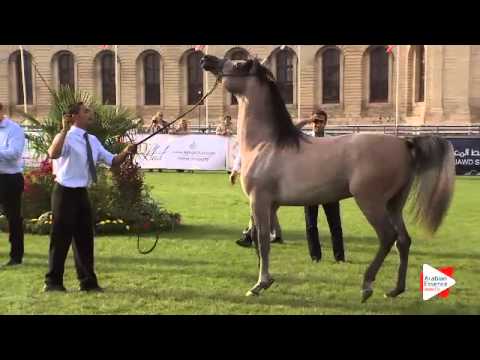 N.80 JUST A DREAM VATALA - Chantilly 2015 ABCE - Colts 2 years old (Class 7)