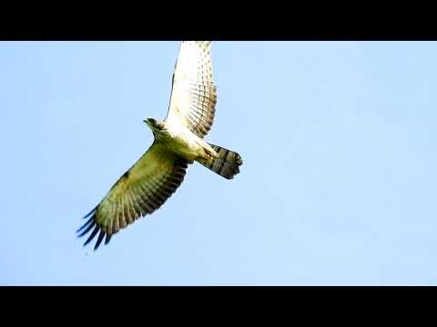 Honey buzzard Oriental DSCN1165