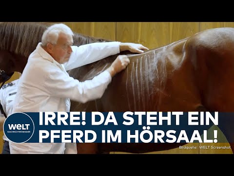 Video Thumbnail: BUDAPEST: Kurios! Ein Pferd im Hörsaal! Die ungewöhnliche Lehrmethode eines Uni-Professors