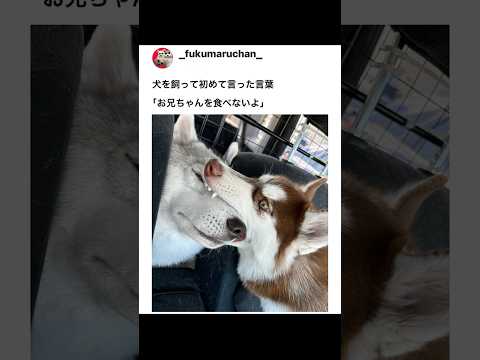 お兄ちゃんを食べないよ
