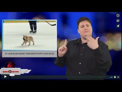 St. Louis Blues hockey team adopts puppy, plays on ice (ASL - 12.14.18)