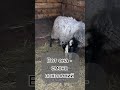 Вот как проходит смена поколений) каждая овечка и барашек - уникальны как и люди)