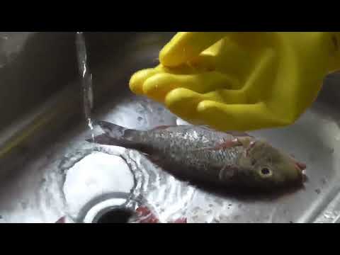 Marife Gets Fish Ready For Cooking More To Cooking Here