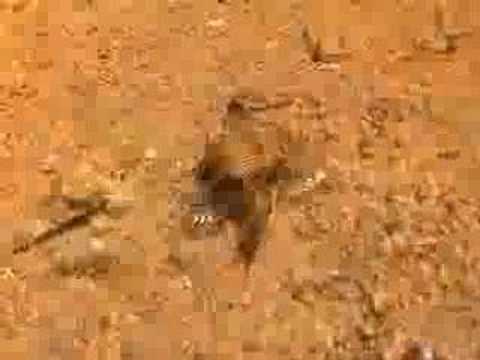 Pegasus-Ross-Fisch, Lighthouse (Dahab),Ägypten