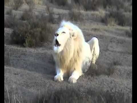 White%20Lion%20Roar%20-%20YouTube