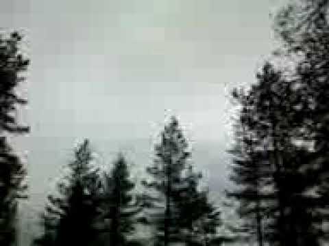 Petemies Intissä - Lintu raakkuu metsässä