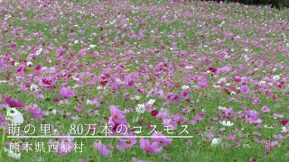 秋の訪れ　熊本県西原村の80万本のコスモス