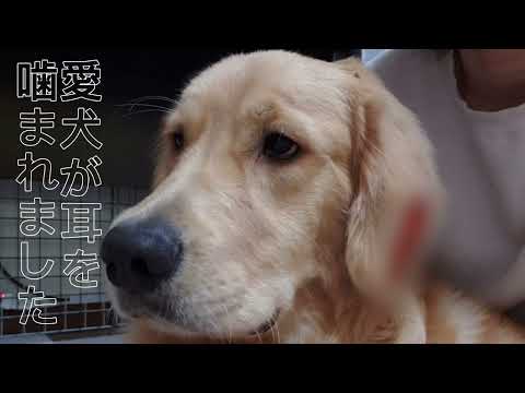 私の犬が他の犬に噛まれました。どうすればよいですか?