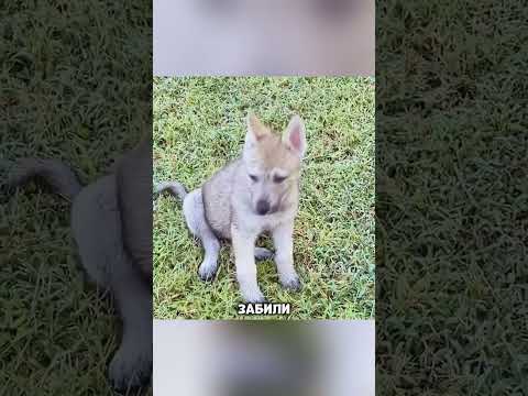 Мутант волка и собаки из Беларуси 😱