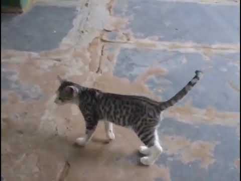 MAJOR SANDEEP UNNIKRISHNAN FEEDING A CUTE LITTLE CAT