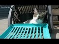 SportPet Designs Pet Carrier Collapsible Cat Carrier Travel Master Product Review