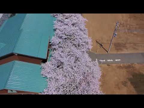 桜 日の出町 東京