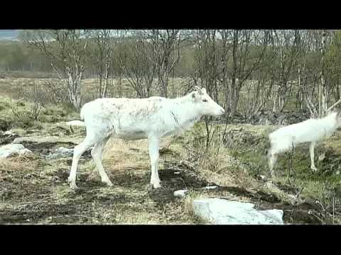 Rentier-Farm in Kvalsaukan auf Hinnøya - Vesterålen