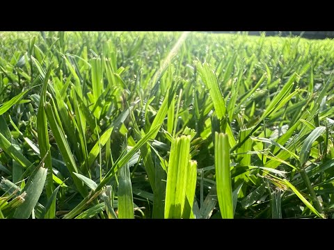 Best grass for the Raleigh NC area. Talking today about warm season grass