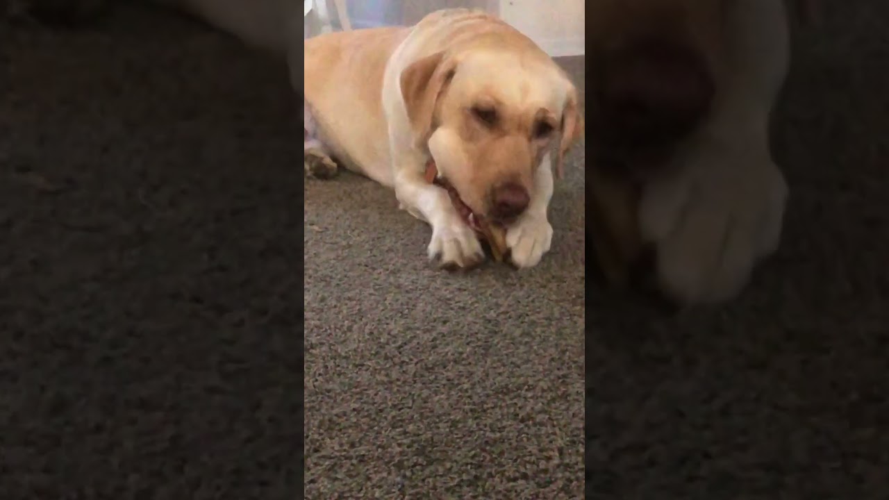 Dog chewing on a bone