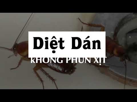 Chào mừng bạn tới với diệt mối và côn trùng Tâm Phát