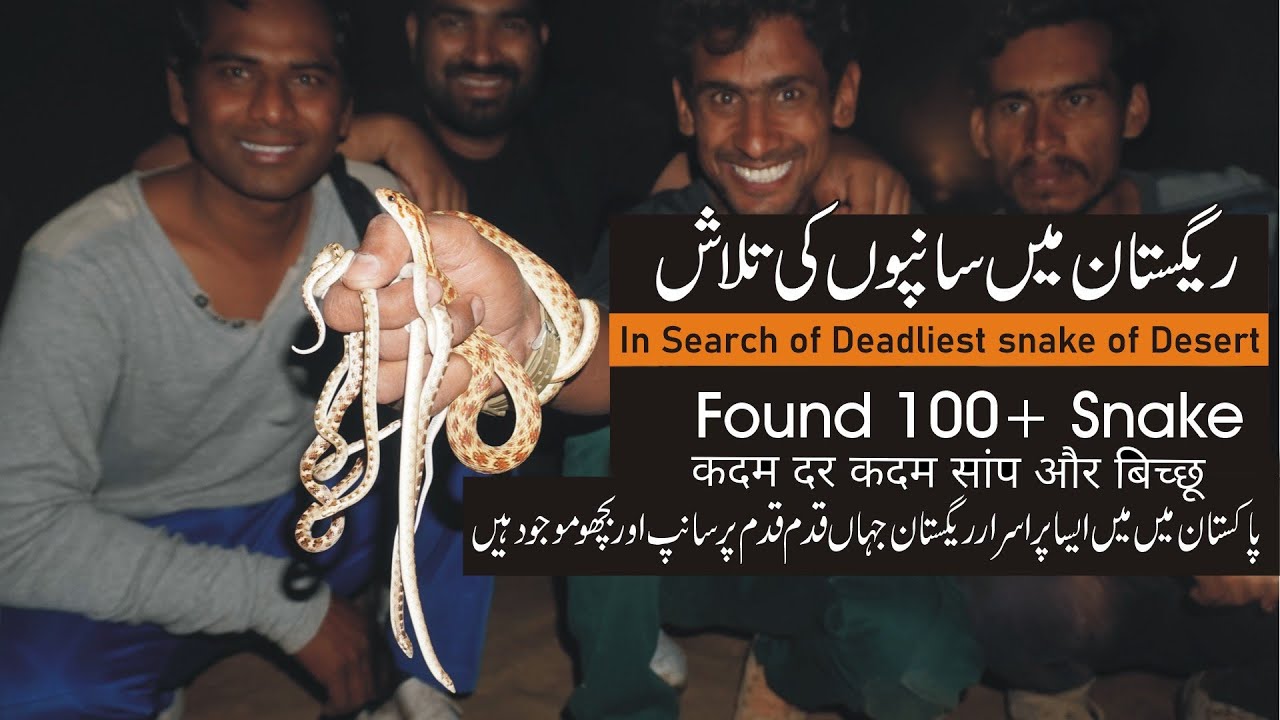 Night herping Cholistan desert wildlife