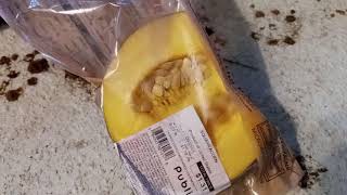 Grocery Store Acorn Squash Seed Germination